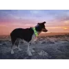LED antkaklis Anicoll Green šunims ir katėms įkraunamas modelis