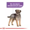 Sausas šunų ėdalas Royal Canin Mini Sterilised Care – 3 kg, vištiena, sterilizuotoms mažų veislių šunims (5–10 kg), suaugusiems, 30% baltymų
