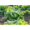 Sėklos Crisp Ice Lettuce Summer Toraf salotos, 1g pakuotė