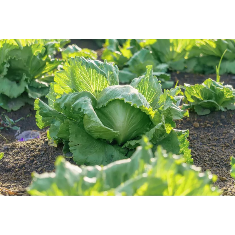 Sėklos Crisp Ice Lettuce Summer Toraf salotos, 1g pakuotė