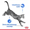 Šlapias kačių ėdalas Royal Canin Indoor Sterilized 85 g maišelis – suaugusioms sterilizuotoms katėms, paukštienos skonis, pakuotė 12 x 85 g