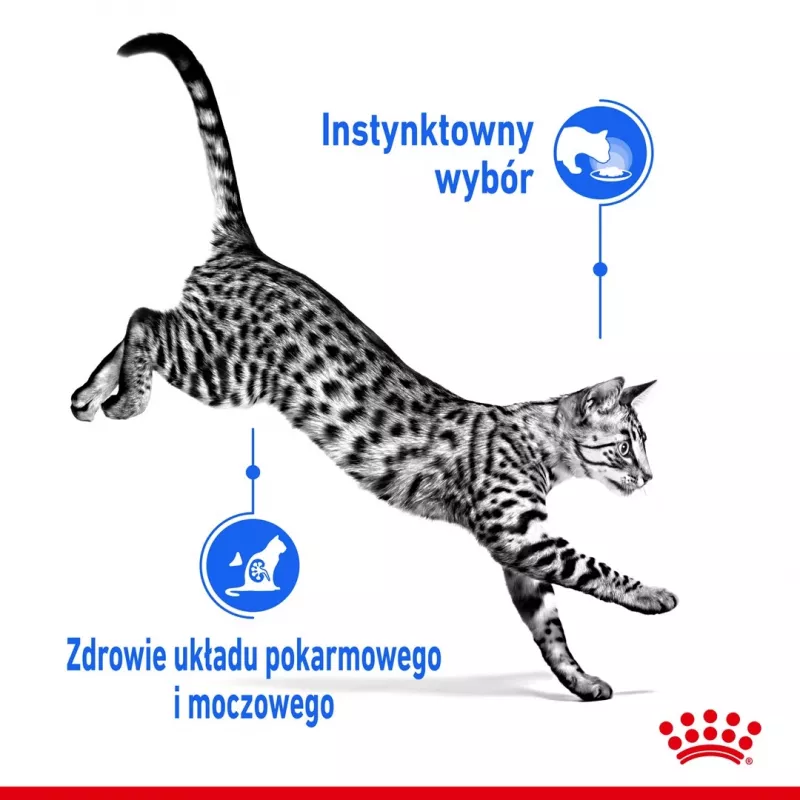 Šlapias kačių ėdalas Royal Canin Indoor Sterilized 85 g maišelis – suaugusioms sterilizuotoms katėms, paukštienos skonis, pakuotė 12 x 85 g