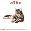 ROYAL CANIN FBN Maine Coon - Šlapias ėdalas katėms - paketėlis 12x 85g