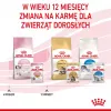 Šlapias kačiukų ėdalas Royal Canin Kitten Jelly 85 g – vištienos skonis, 85 g paketėlis, 12 vnt.
