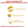 Sausas kačių ėdalas Royal Canin Maine Coon Adult 10 kg – paukštiena (vištiena), 31% baltymų, 20% riebalų