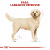Royal Canin BHN Labrador Adult sausas ėdalas šunims, 12 kg