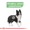 ROYAL CANIN CCN Medium Digestive Care - sausas šunų maistas - 3 kg