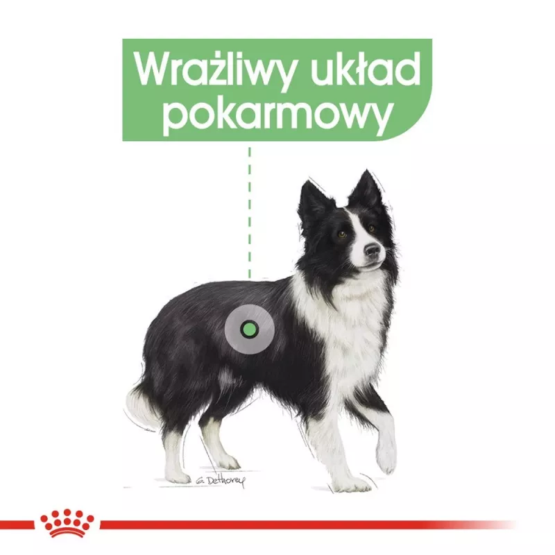 ROYAL CANIN CCN Medium Digestive Care - sausas šunų maistas - 3 kg