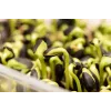 Juodosios saulėgrąžų sėklos PNOS daiginimui, 20g pakuotė