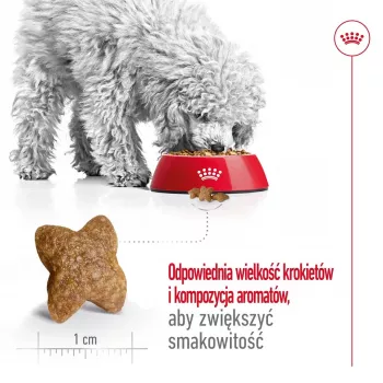 Sausas šunų ėdalas Royal Canin Adult Mini S 8 kg – visavertis maistas mažiems suaugusiems šunims