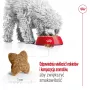 Sausas šunų ėdalas Royal Canin Adult Mini S 8 kg – visavertis maistas mažiems suaugusiems šunims
