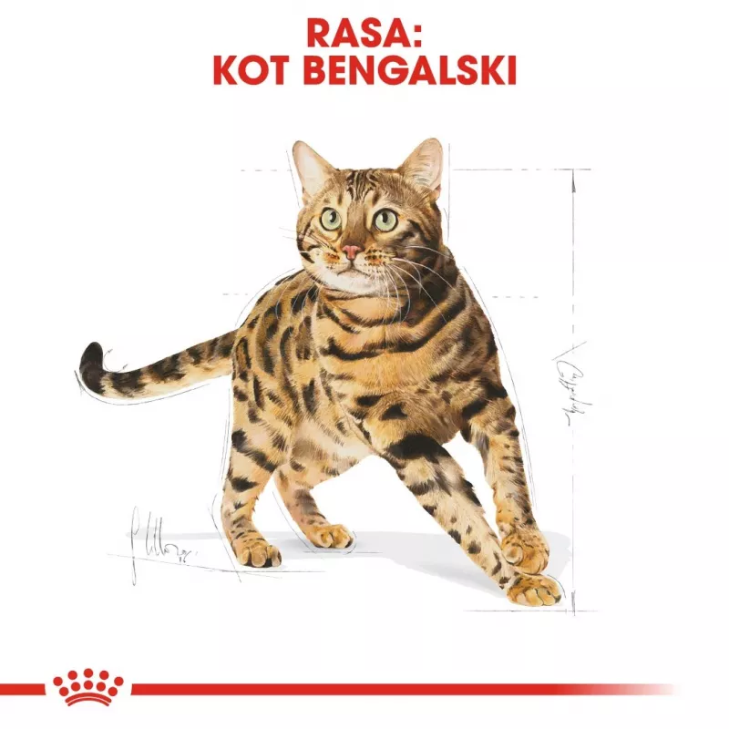 Sausas kačių ėdalas Royal Canin Bengal Adult 10 kg – Vištiena, 40 % baltymų, 18 % riebalų
