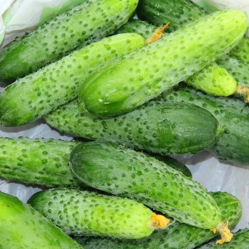 Agurkų sėklos Apte Cucumber Portal F1 — juosta 6 m, vidutinio ankstyvumo rauginimui skirtas hibridas