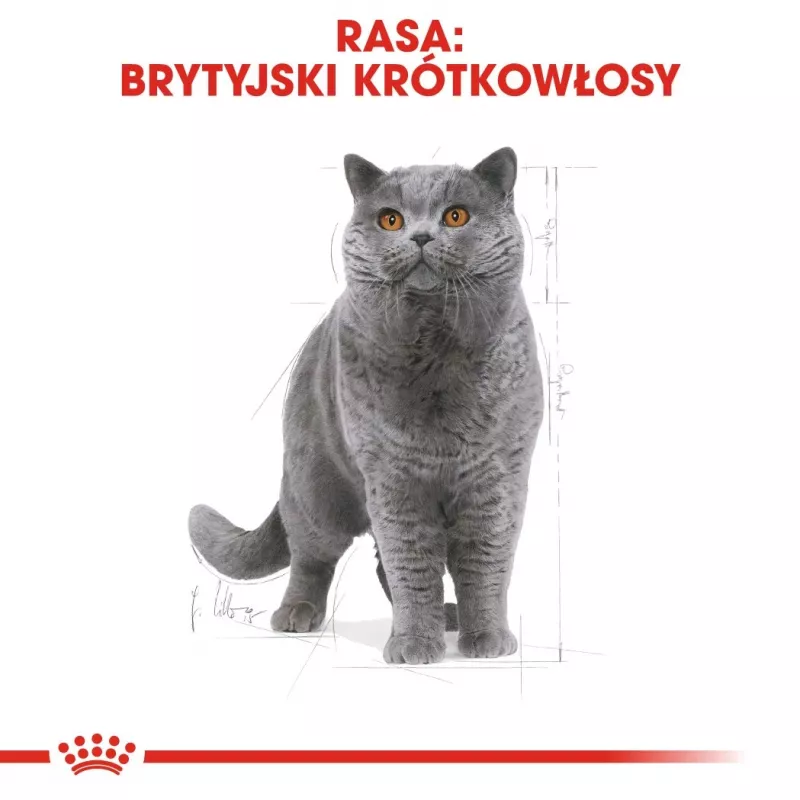 Sausas kačių ėdalas Royal Canin British Shorthair Adult 10 kg – paukštiena, baltymai 34%, riebalai 19%