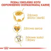 Sausas kačių ėdalas Royal Canin Ragdoll Adult 2 kg – vištiena