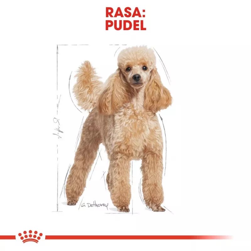 Sausas šunų ėdalas Royal Canin Poodle Adult 1,5 kg — vištiena, 30 % baltymų, 19 % riebalų