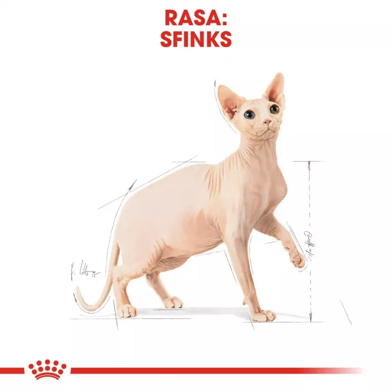 Sausas kačių ėdalas Royal Canin Sphynx Adult 2 kg – kiaulienos skonis
