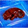 Liscianigiochi mokslo rinkinys „Crazy Science Slime Chameleon“ 304-PL89246 – edukacinis gleivių eksperimentų rinkinys