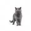 Sausas kačių ėdalas Royal Canin British Shorthair Adult 10 kg – paukštiena, baltymai 34%, riebalai 19%