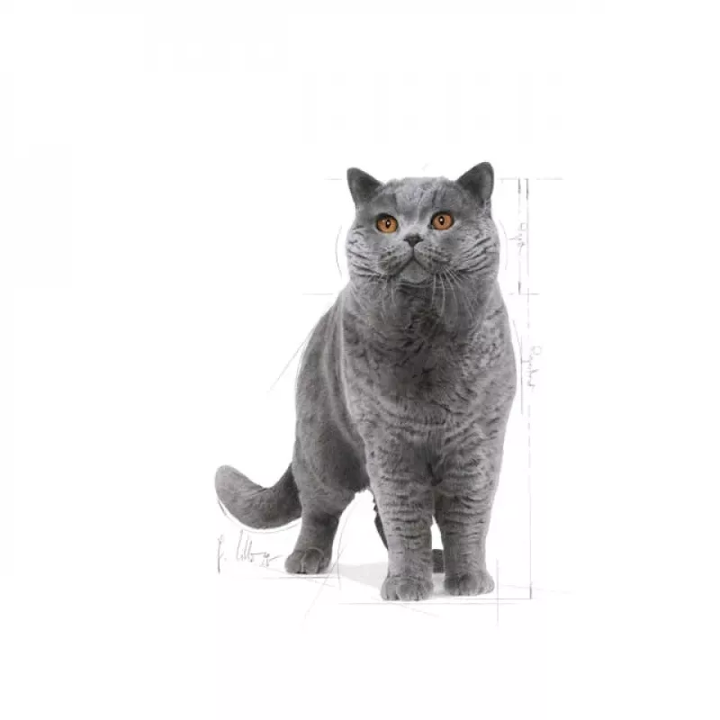 Sausas kačių ėdalas Royal Canin British Shorthair Adult 10 kg – paukštiena, baltymai 34%, riebalai 19%