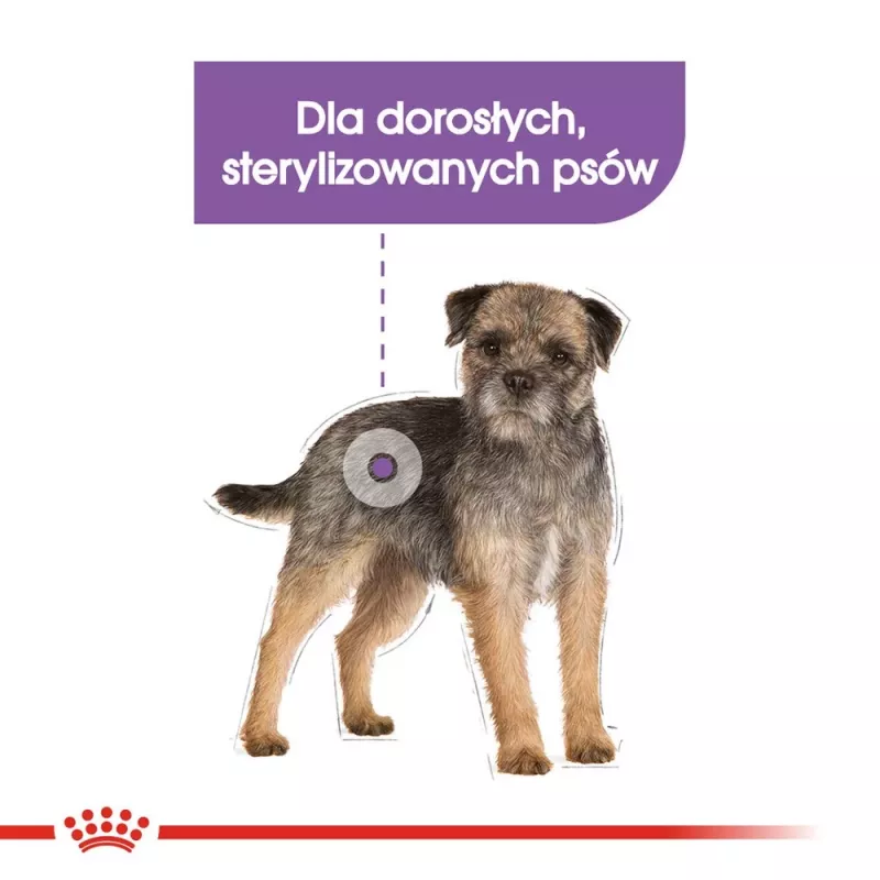 Sausas šunų ėdalas Royal Canin MINI Sterilised – suaugusiems mažų veislių šunims 8 kg, vištiena, dantų priežiūra, svorio kontrolė
