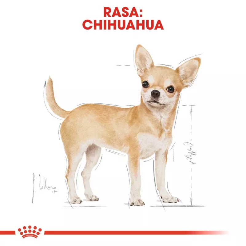 Sausas šunų ėdalas Royal Canin Chihuahua Adult 1,5 kg – Vištiena, 28% baltymų, mažoms ir ypač mažoms veislėms