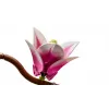 LEGO BOTANICALS 11510 Magnolijų šakelės