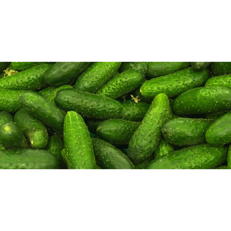 Agurkų Polan F1 sėklos ant juostos PNOS, 6 m juosta