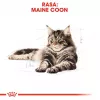Sausas kačių ėdalas Royal Canin Maine Coon Adult 10 kg – paukštiena (vištiena), 31% baltymų, 20% riebalų