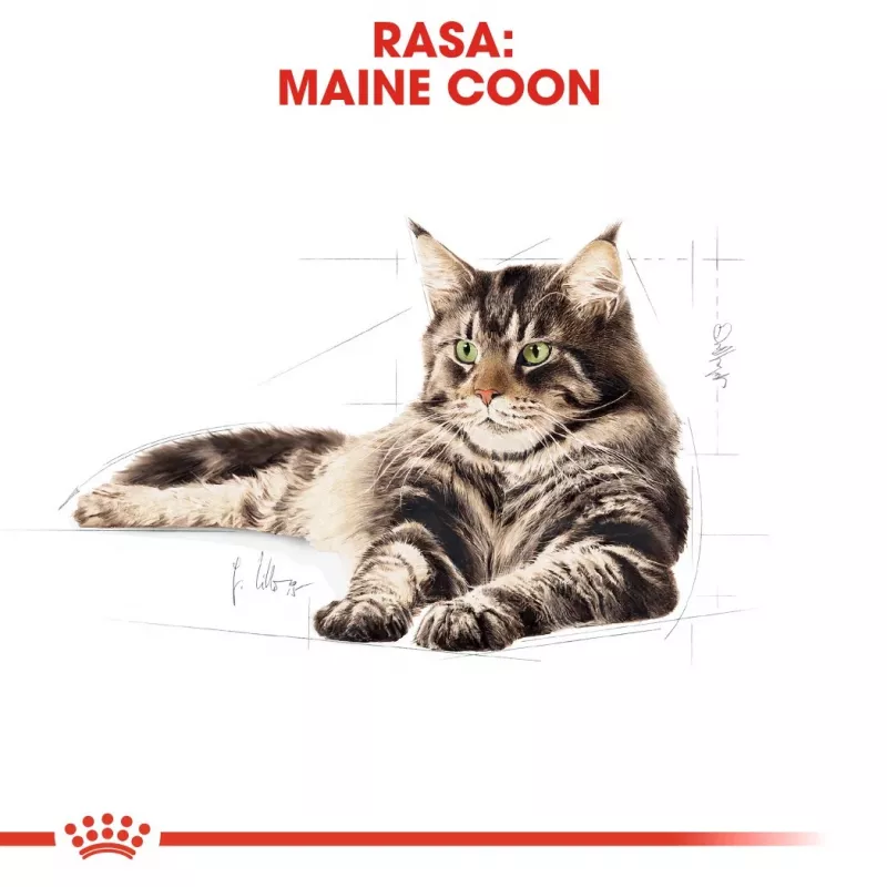 Sausas kačių ėdalas Royal Canin Maine Coon Adult 10 kg – paukštiena (vištiena), 31% baltymų, 20% riebalų
