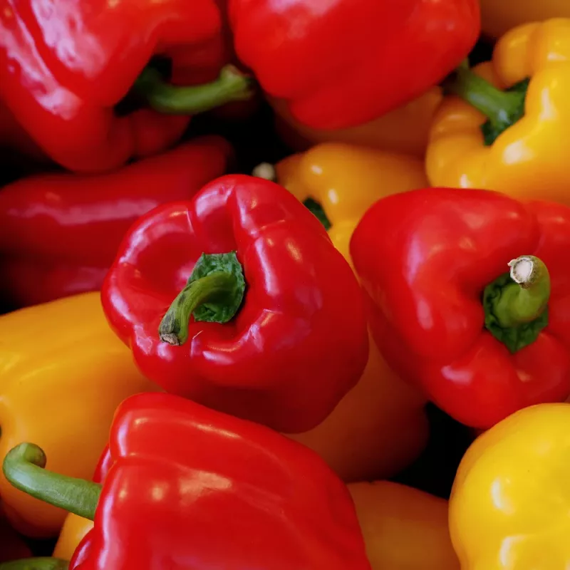 Sėklų pakelis Seklos LT Paprika Jolanta 0,5 g – saldžiųjų paprikų sėklos auginimui