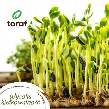 TORAF Spring Flavors sėklų rinkinys – 12 pakelių