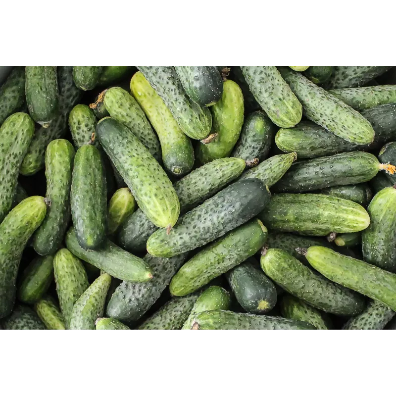 Agurkų sėklos Wisconsin Cucumber SMR 58 Toraf, 5g pakuotė