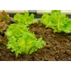 Sėklos Crisp Ice Lettuce Summer Toraf salotos, 1g pakuotė
