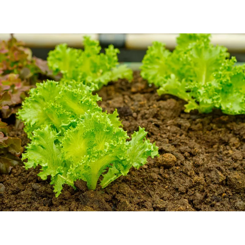 Sėklos Crisp Ice Lettuce Summer Toraf salotos, 1g pakuotė