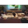 Garsiakalbis Soundbar Philips TAB5309/10 120 W