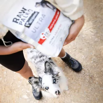 VETEXPERT RAW PALEO Ultra Mini Adult su jautiena, sausas šunų ėdalas, 2 kg