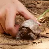 Figūrėlė, Schleich, WILD LIFE Milžiniškas vėžlys