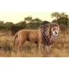 Schleich WILD LIFE Liūtas riaumojantis įvairiaspalvis plastikinis 3+ metų