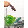 schleich WILD LIFE Chameleon – keičianti spalvą figūrėlė vaikams nuo 3 metų