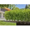 Gardena 13503-20 sodo laistymo žarna 25 m po žeme Juoda