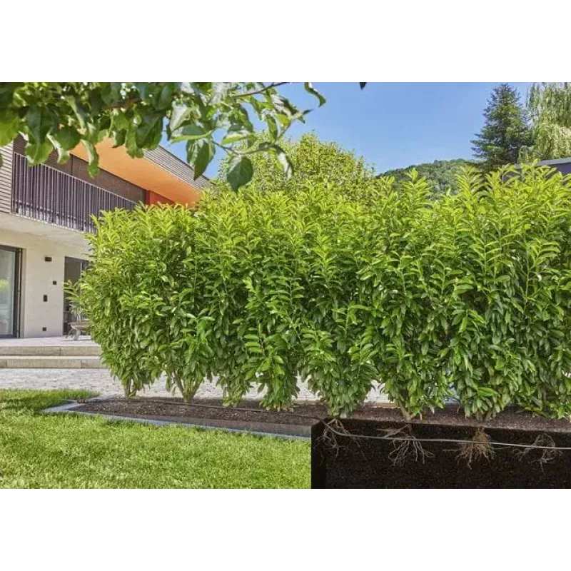 Gardena 13503-20 sodo laistymo žarna 25 m po žeme Juoda