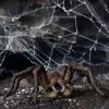 schleich Harry Potter Aragog figūrėlė