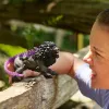 Figūrėlė Schleich ELDRADOR CREATURES Šešėlinis Liūtas 42555 kolekcinis žaislas