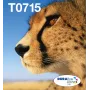 Epson Multipack 4 spalvų T071 EasyMail, standartinė talpa, juoda, žydra, purpurinė, geltona, 7,4 ml, 5,5 ml, 1 vnt., rinkinys