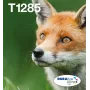 Originalūs Epson Fox T128 EasyMail rašalo kasečiai – 4 spalvos (juoda 5,9 ml; žydra/magenta/geltona 3,5 ml)