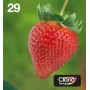 Epson Strawberry Multipack 4 spalvos 29 EasyMail, standartinė talpa, juoda, žydra, rausvai raudona, geltona, 5,3 ml, 3,2 ml, 1 vnt., kelių spalvų rinkinys