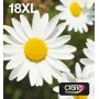 Epson Daisy Multipack 4 spalvų 18XL EasyMail, didelės talpos (XL), juoda, žydra, purpurinė, geltona, 11,5 ml, 6,6 ml, 1 vnt., multipaketas
