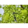 Elektrinės genėjimo žirklės GARDENA HighCut 250/18V P4A 14774-20 28 mm 18 V Li-Ion juoda sidabrinė