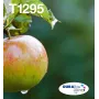 Epson Apple Multipack 4 spalvų T129 EasyMail, juoda, žydra, rausvai raudona, geltona, 11,2 ml, 7 ml, 1 vnt., daugiapakė